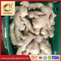 Wholesale Fresh Ginger New Crop in Bulk